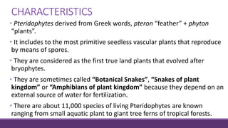 CHARACTERISTICS
• Pteridophytes derived from Greek words, pteron “feather” + phyton
“plants”.
• It includes to the most primitive seedless vascular plants that reproduce
by means of spores.
• They are considered as the first true land plants that evolved after
bryophytes.
• They are sometimes called “Botanical Snakes”, “Snakes of plant
kingdom” or “Amphibians of plant kingdom” because they depend on an
external source of water for fertilization.
• There are about 11,000 species of living Pteridophytes are known
ranging from small aquatic plant to giant tree ferns of tropical forests.
 