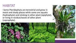 HABITAT
• Some Pteridophyta are terrestrial and grow in
moist and shady places while some are aquatic
(hydrophyte) and sticking in other plant (epiphyte),
or living in residue/waste of other plant
(saprophyte).
 