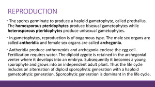 REPRODUCTION
• The spores germinate to produce a haploid gametophyte, called prothallus.
The homosporous pteridophytes produce bisexual gametophytes while
heterosporous pteridophytes produce unisexual gametophytes.
• In gametophytes, reproduction is of oogamous type. The male sex organs are
called antheridia and female sex organs are called archegonia.
• Antheridia produce antherozoids and archegonia enclose the egg cell.
Fertilization requires water. The diploid zygote is retained in the archegonial
venter where it develops into an embryo. Subsequently it becomes a young
sporophyte and grows into an independent adult plant. Thus the life cycle
includes an alternation of diploid sporophytic generation with a haploid
gametophytic generation. Sporophytic generation is dominant in the life cycle.
 