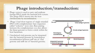 Phage introduction/transduction:
• Phage vector is used to carry and replicate
foreign DNA inside the bacterial host system.
The phage DNA inserts into the host
chromosome by recombination.
• Phage λ had short regions of single-stranded
DNA with complementary base sequences
called “cohesive” (cos) sites. Base pairing
between the complementary cos sites allows
the linear genome to form a circle within the
host bacterium.
• Circularized viral genome can be integrated
into the bacterial genome by homologous
recombination between attP site of viral
genome and attB site of bacterial genome.
 