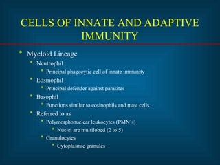 CELLS OF INNATE AND ADAPTIVE
IMMUNITY
* Myeloid Lineage
* Neutrophil
* Principal phagocytic cell of innate immunity
* Eosinophil
* Principal defender against parasites
* Basophil
* Functions similar to eosinophils and mast cells
* Referred to as
* Polymorphonuclear leukocytes (PMN’s)
* Nuclei are multilobed (2 to 5)
* Granulocytes
* Cytoplasmic granules
 