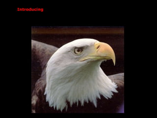 Introducing  Phillip Paker I like eagles 