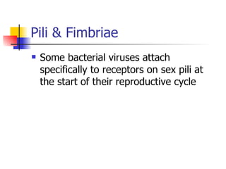 Pili & Fimbriae Some bacterial viruses attach specifically to receptors on sex pili at the start of their reproductive cycle 