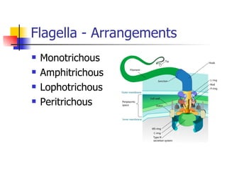 Flagella - Arrangements Monotrichous Amphitrichous Lophotrichous Peritrichous 
