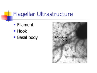Flagellar Ultrastructure Filament Hook Basal body 