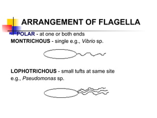 ARRANGEMENT OF FLAGELLA POLAR  - at one or both ends MONTRICHOUS  - single e.g.,  Vibrio  sp.  LOPHOTRICHOUS  - small tufts at same site  e.g.,  Pseudomonas  sp. 