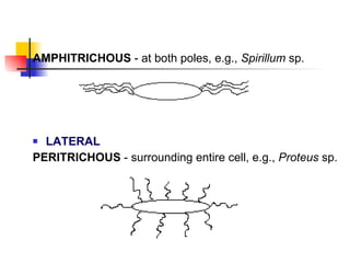 AMPHITRICHOUS  - at both poles, e.g.,  Spirillum  sp. LATERAL PERITRICHOUS  - surrounding entire cell, e.g.,  Proteus  sp. 