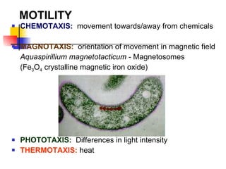 MOTILITY CHEMOTAXIS:   movement towards/away from chemicals MAGNOTAXIS:   orientation of movement in magnetic field  Aquaspirillium magnetotacticum  - Magnetosomes  (Fe 3 O 4  crystalline magnetic iron oxide) PHOTOTAXIS:   Differences in light intensity THERMOTAXIS:  heat 