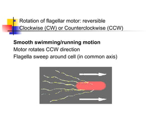 Rotation of flagellar motor: reversible Clockwise (CW) or Counterclockwise (CCW) Smooth swimming/running motion Motor rotates CCW direction Flagella sweep around cell (in common axis) 