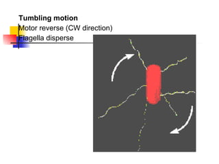 Tumbling motion Motor reverse (CW direction) Flagella disperse 
