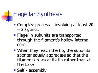 Flagellar Synthesis Complex process – involving at least 20 – 30 genes Flagellin subunits are transported through the filament’s hollow internal core. When they reach the tip, the subunits spontaneously aggregate so that the filament grows at its tip rather than at the base Self - assembly 