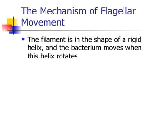 The Mechanism of Flagellar Movement The filament is in the shape of a rigid helix, and the bacterium moves when this helix rotates 