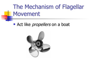 The Mechanism of Flagellar Movement Act like  propellers  on a boat 