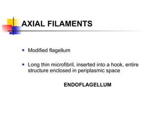 AXIAL FILAMENTS Modified flagellum Long thin microfibril, inserted into a hook, entire structure enclosed in periplasmic space ENDOFLAGELLUM 