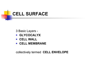 CELL SURFACE 3 Basic Layers - GLYCOCALYX CELL WALL CELL MEMBRANE collectively termed  CELL ENVELOPE   