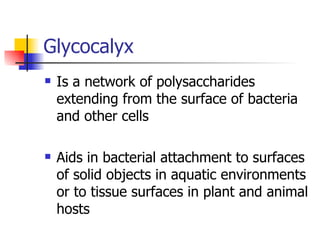 Glycocalyx Is a network of polysaccharides extending from the surface of bacteria and other cells Aids in bacterial attachment to surfaces of solid objects in aquatic environments or to tissue surfaces in plant and animal hosts 