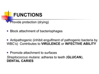 FUNCTIONS Provide protection (drying) Block attachment of bacteriophages Antipathogenic (inhibit engulfment of pathogenic bacteria by WBC’s)  Contributes to  VIRULENCE  or  INFECTIVE ABILITY Promote attachment to surfaces Streptococcus mutans : adheres to teeth ( GLUCAN ),  DENTAL CARIES 