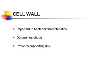 CELL WALL Important in bacterial characteristics Determines shape Provides support/rigidity 