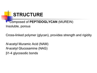 STRUCTURE Composed of  PEPTIDOGLYCAN  (MUREIN) Insoluble, porous Cross-linked polymer (glycan), provides strength and rigidity N -acetyl Muramic Acid (NAM) N -acetyl Glucosamine (NAG)  1-4 glycosodic bonds   