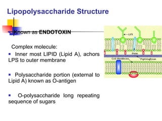 Lipopolysaccharide Structure Known as  ENDOTOXIN Complex molecule: Inner most LIPID (Lipid A), achors LPS to outer membrane Polysaccharide portion (external to Lipid A) known as O-antigen O-polysaccharide long repeating sequence of sugars 