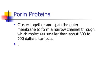 Porin Proteins Cluster together and span the outer membrane to form a narrow channel through which molecules smaller than about 600 to 700 daltons can pass. . 