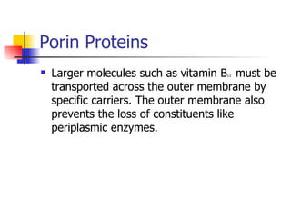 Porin Proteins Larger molecules such as vitamin B 12  must be transported across the outer membrane by specific carriers. The outer membrane also prevents the loss of constituents like periplasmic enzymes. 