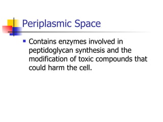 Periplasmic Space Contains enzymes involved in peptidoglycan synthesis and the modification of toxic compounds that could harm the cell. 