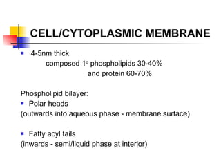 CELL/CYTOPLASMIC MEMBRANE 4-5nm thick composed 1 o  phospholipids 30-40%  and protein 60-70% Phospholipid bilayer: Polar heads  (outwards into aqueous phase - membrane surface) Fatty acyl tails  (inwards - semi/liquid phase at interior) 
