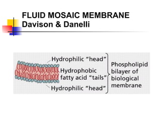 FLUID MOSAIC MEMBRANE Davison & Danelli 