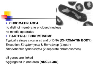 CHROMATIN AREA no distinct membrane enclosed nucleus no mitotic apparatus BACTERIAL CHROMOSOME Typically single circular strand of DNA ( CHROMATIN   BODY ) Exception  Streptomyces  &  Borrelia  sp (Linear)  Rhodobacter sphaeroides  (2 separate chromosomes) all genes are linked Aggregated in one area ( NUCLEOID ) 