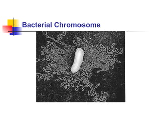 Bacterial Chromosome 