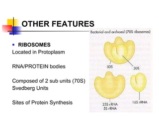 OTHER FEATURES RIBOSOMES Located in Protoplasm RNA/PROTEIN bodies Composed of 2 sub units (70S)  Svedberg Units Sites of Protein Synthesis 