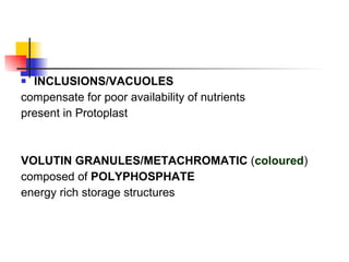 INCLUSIONS/VACUOLES compensate for poor availability of nutrients present in Protoplast VOLUTIN GRANULES/METACHROMATIC  ( coloured ) composed of  POLYPHOSPHATE energy rich storage structures 