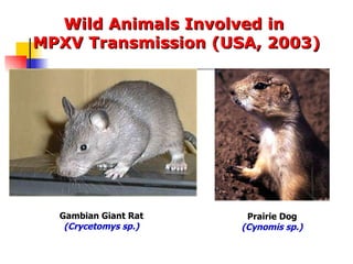 Wild Animals Involved in  MPXV Transmission (USA, 2003) Gambian Giant Rat (Crycetomys sp.) Prairie Dog (Cynomis sp.) 