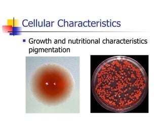 Cellular Characteristics Growth and nutritional characteristics  pigmentation 