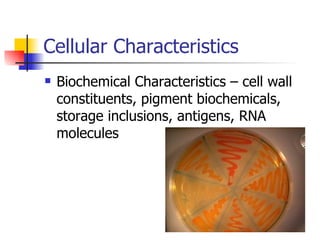 Cellular Characteristics Biochemical Characteristics – cell wall constituents, pigment biochemicals, storage inclusions, antigens, RNA molecules 