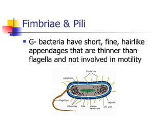 Fimbriae & Pili G- bacteria have short, fine, hairlike appendages that are thinner than flagella and not involved in motility 