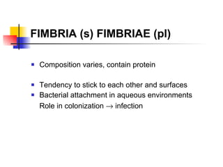 FIMBRIA (s) FIMBRIAE (pl) Composition varies, contain protein Tendency to stick to each other and surfaces Bacterial attachment in aqueous environments Role in colonization    infection 