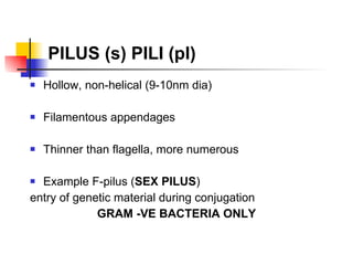 PILUS (s) PILI (pl) Hollow, non-helical (9-10nm dia) Filamentous appendages Thinner than flagella, more numerous Example F-pilus ( SEX PILUS ) entry of genetic material during conjugation GRAM -VE BACTERIA ONLY 