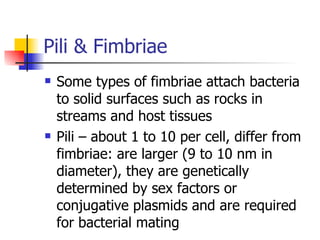 Pili & Fimbriae Some types of fimbriae attach bacteria to solid surfaces such as rocks in streams and host tissues Pili – about 1 to 10 per cell, differ from fimbriae: are larger (9 to 10 nm in diameter), they are genetically determined by sex factors or conjugative plasmids and are required for bacterial mating 