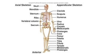 206 bones | PDF