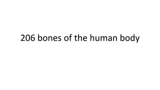 206 bones of the human body

 