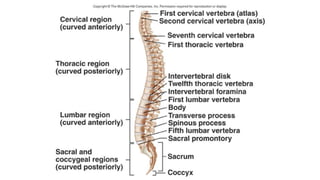Introduction to 206 bones of the human body | PPTX