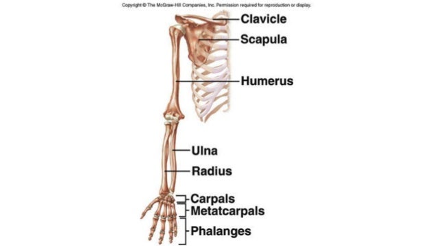 Introduction to 206 bones of the human body