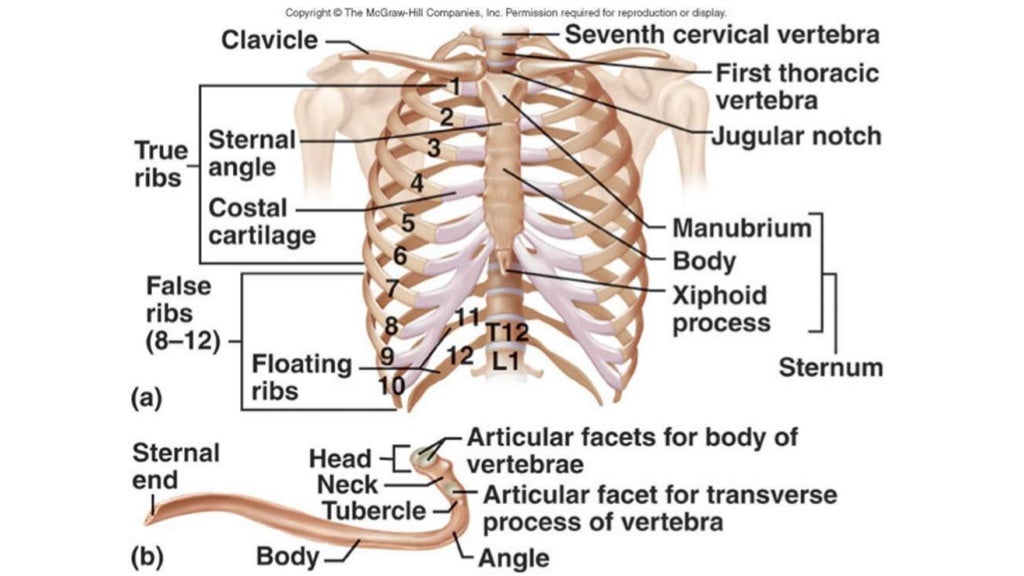 Introduction to 206 bones of the human body