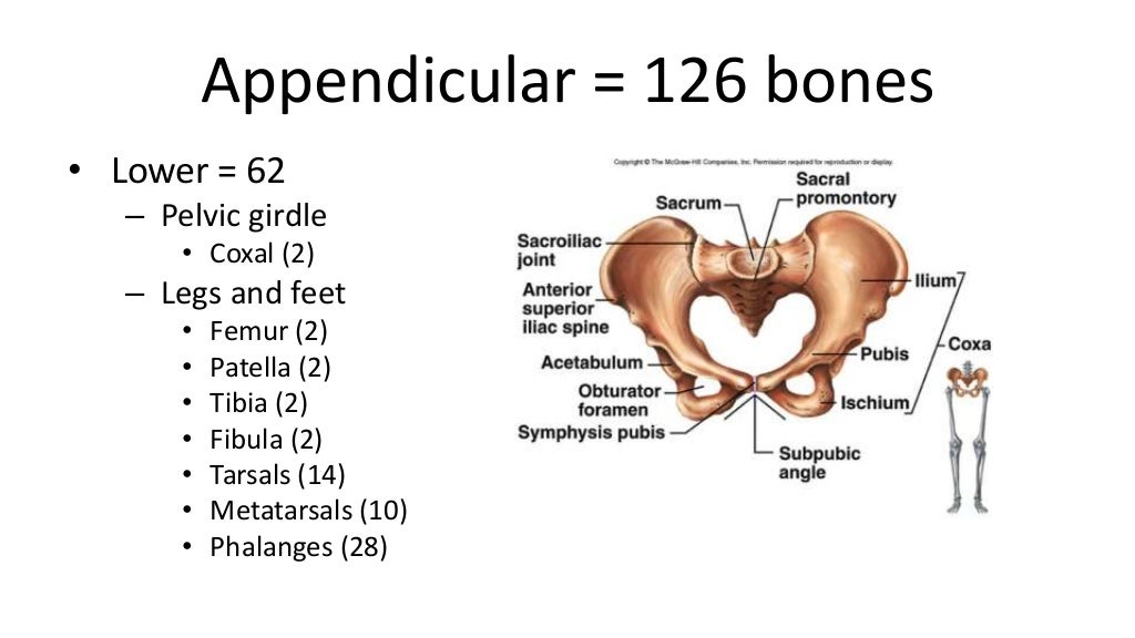 Introduction to 206 bones of the human body