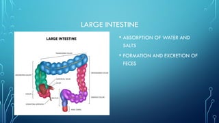 INTRODUCTION TO ABDOMEN PowerPoint presentation | PPTX