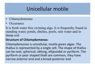 introductiontoalgae.pptx