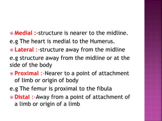 INTRODUCTION TO ANATOMICAL TERMS, anatomy and physiology introduction ...
