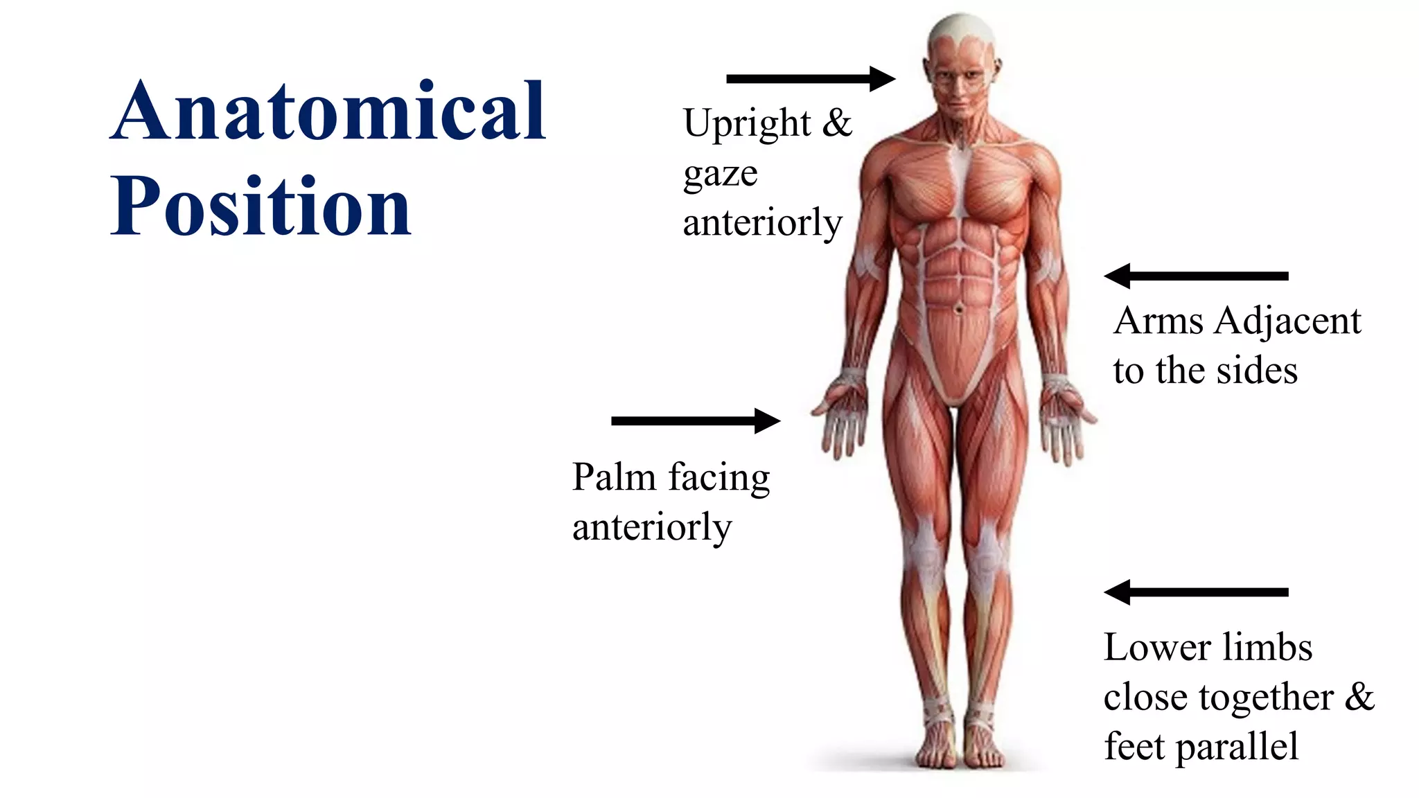 Introduction to anatomicomedical terms | PDF